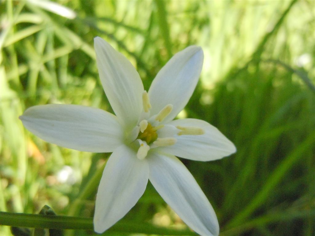Ornithogalum umbellatum?